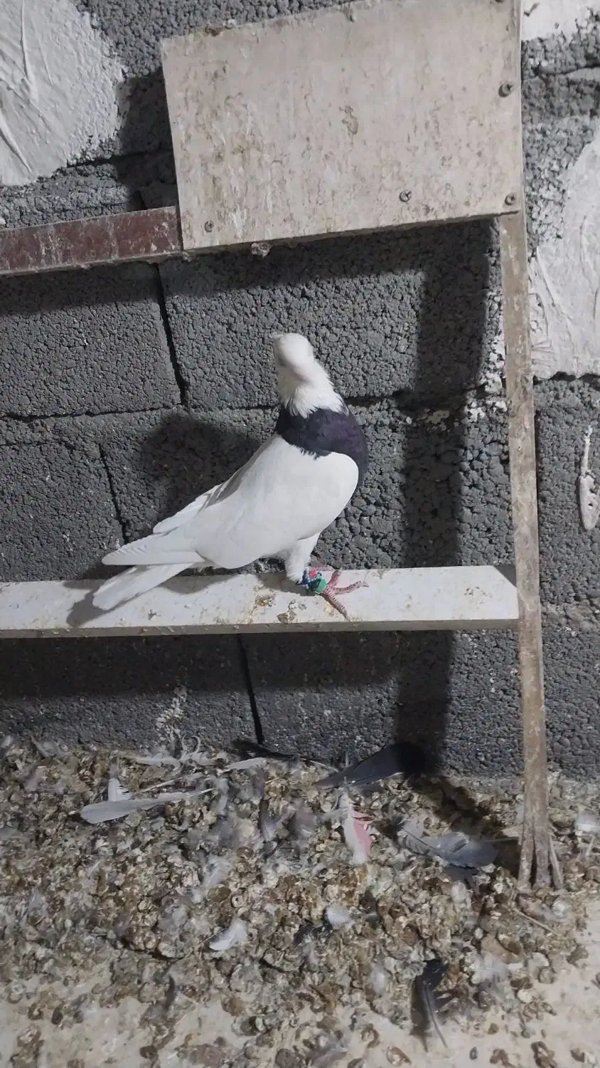 کبوتر|پرنده|هرسین, |دیوار