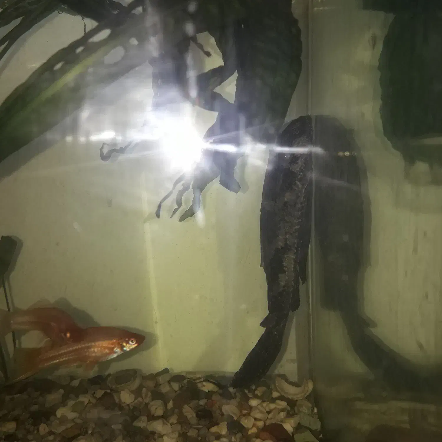 کت فیش و فایتر ماده|ماهی|شاهینشهر, خانه کارگر|دیوار