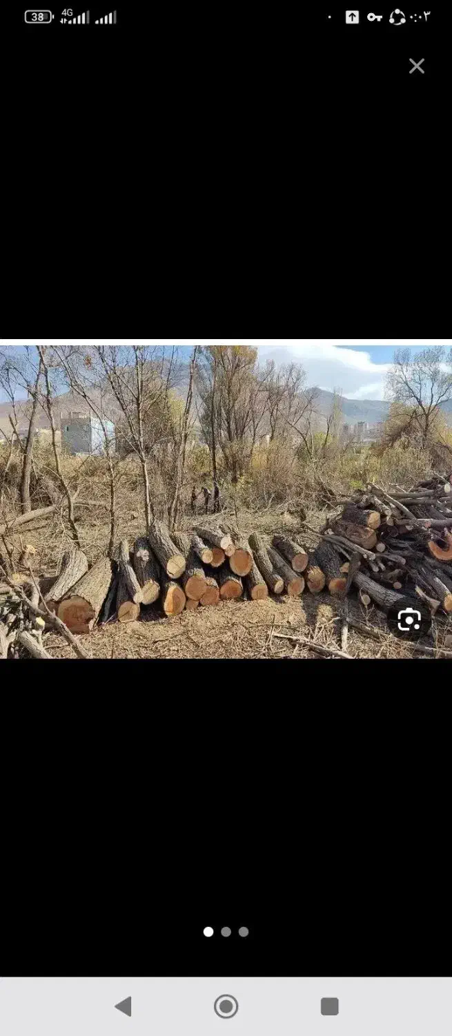 خرید چوب|خدمات باغبانی و درختکاری|الشتر, |دیوار