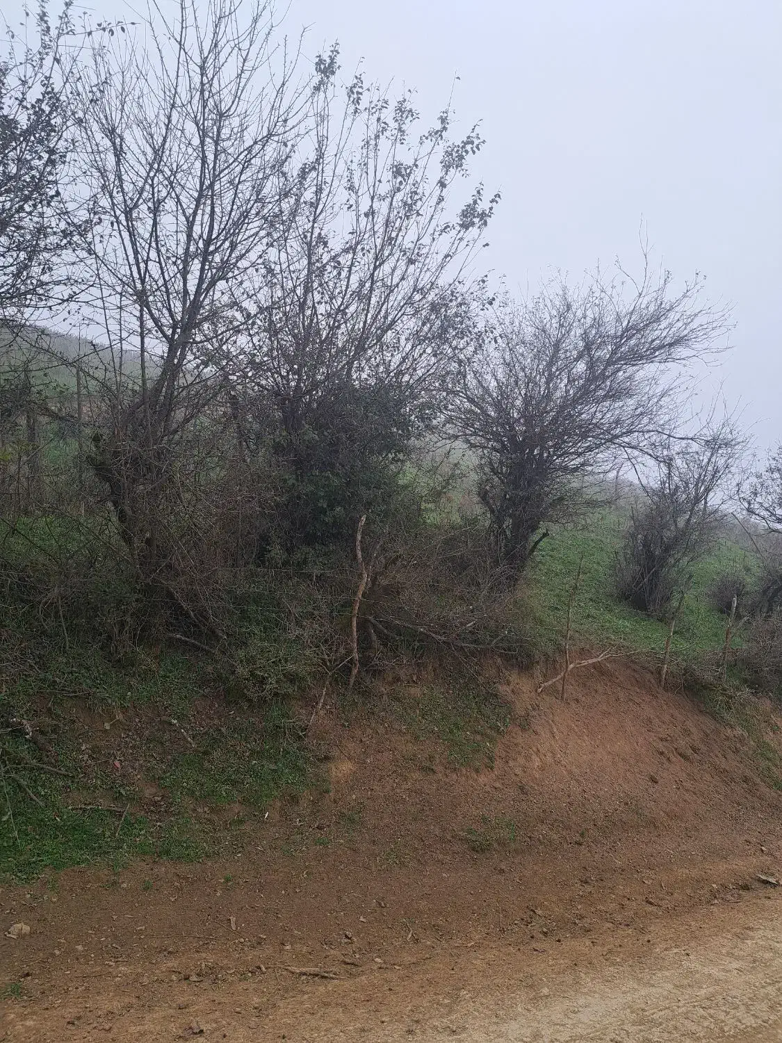 ۲۰۵ متر زمین در ییلاق زیبای لوییم با ویوی بی نظیر|فروش زمین و ملک کلنگی|رضوانشهر, |دیوار