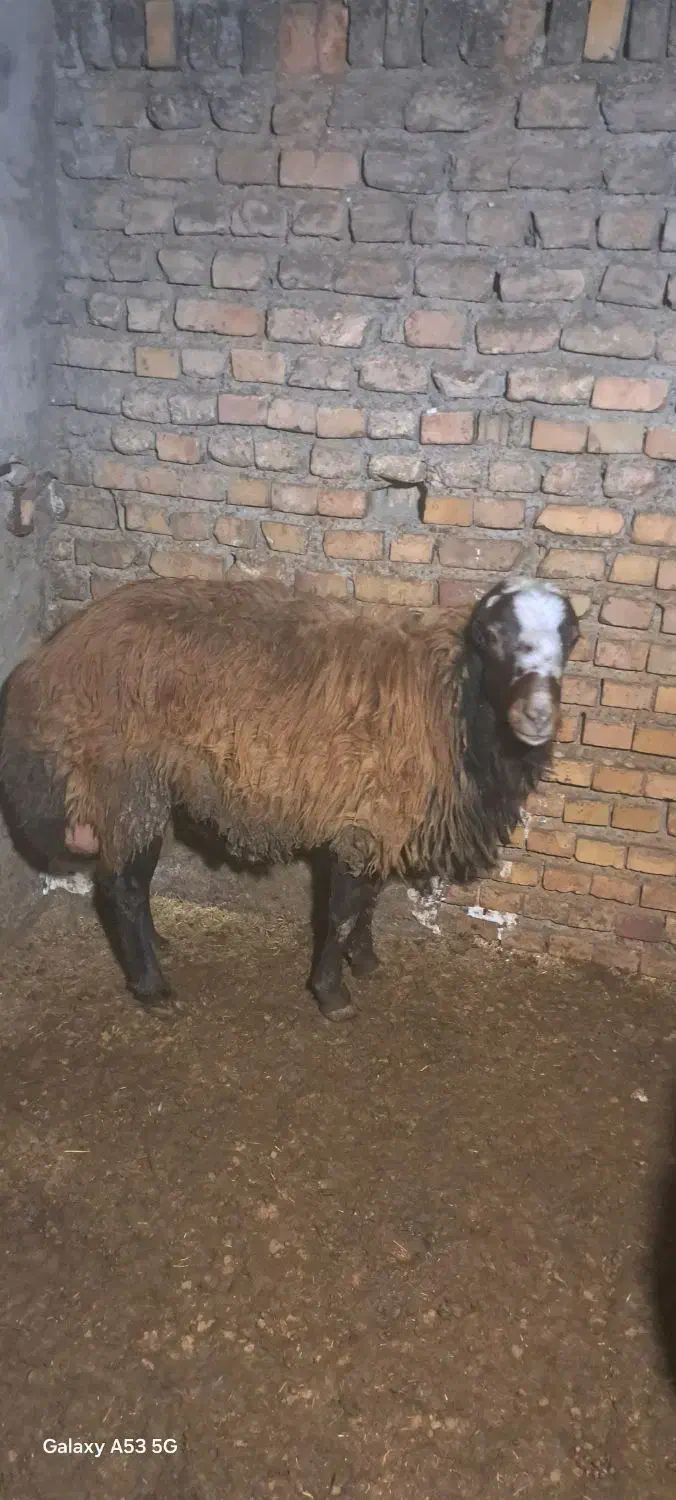 قوچ|حیوانات مزرعه|قرق, |دیوار