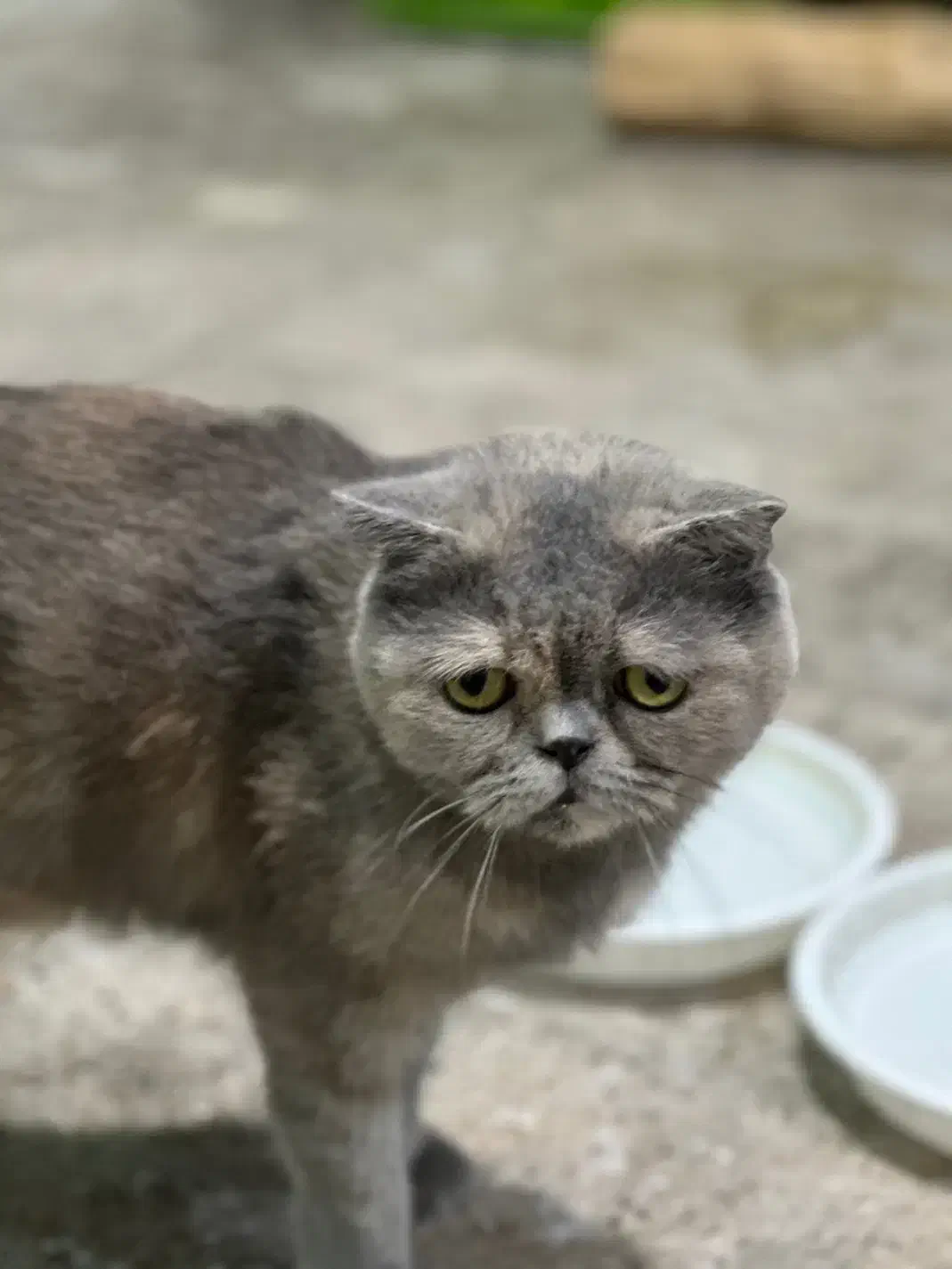 / هیمالین / اسکاتیش ماده|گربه|مشهد, مشکینی (شهرک غرب)|دیوار