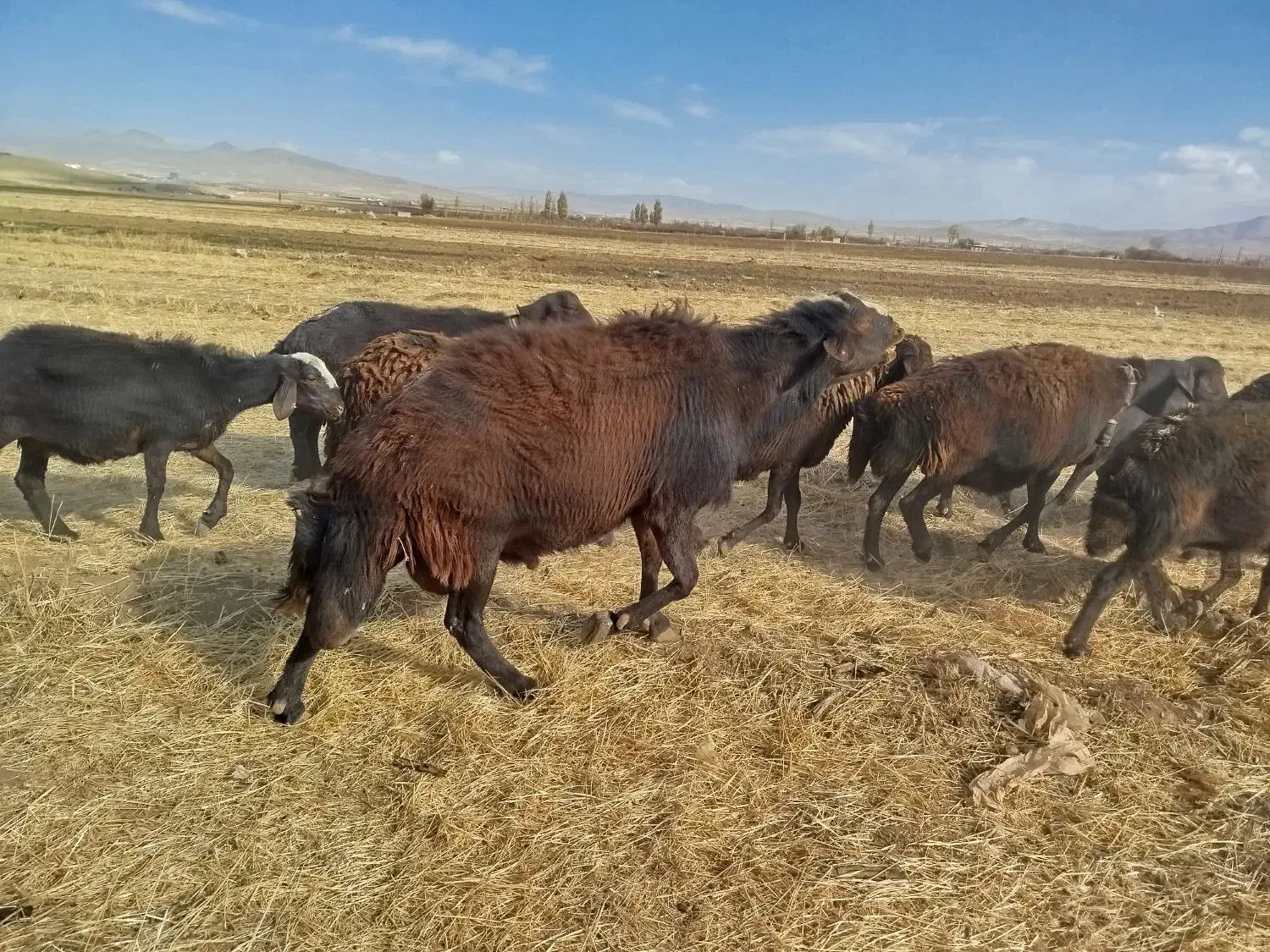 قوچ میش بره|حیوانات مزرعه|الیگودرز, |دیوار