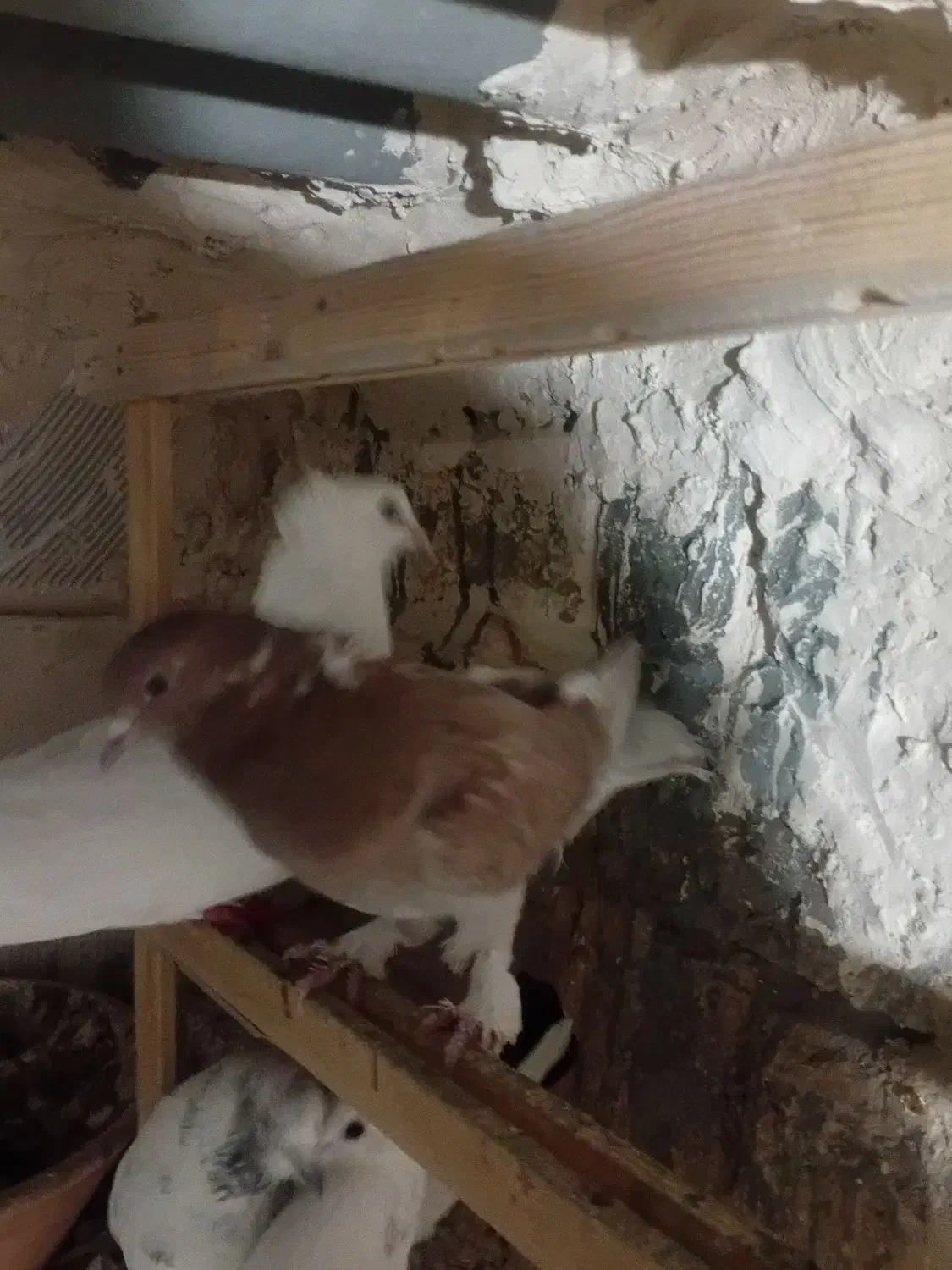 گمشده|حیوانات|قم, هفت تیر|دیوار