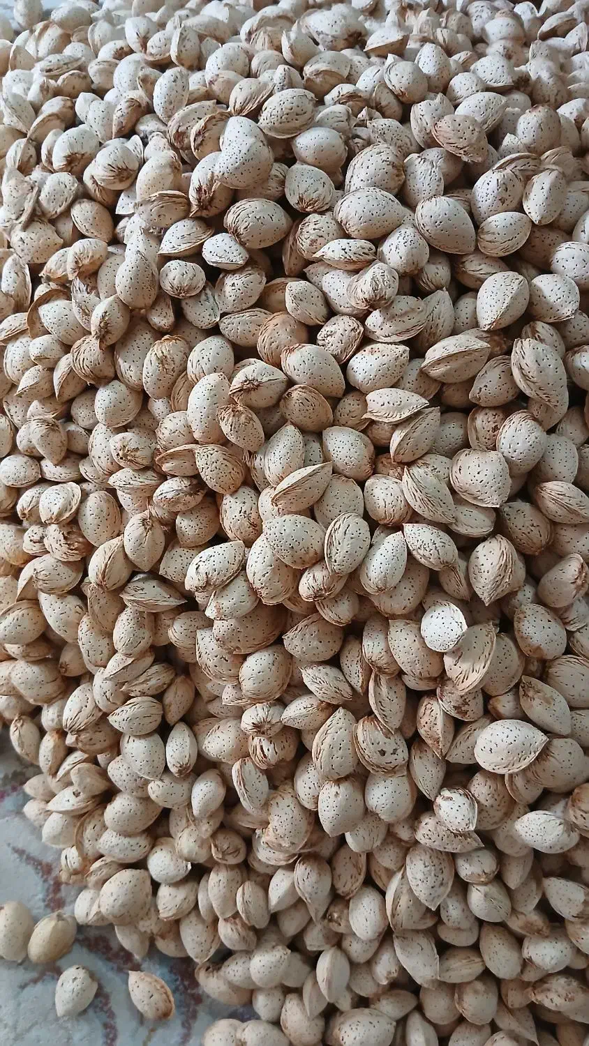 فروش بادام پوست کاغذی|خوردنی و آشامیدنی|شیراز, طلاب|دیوار