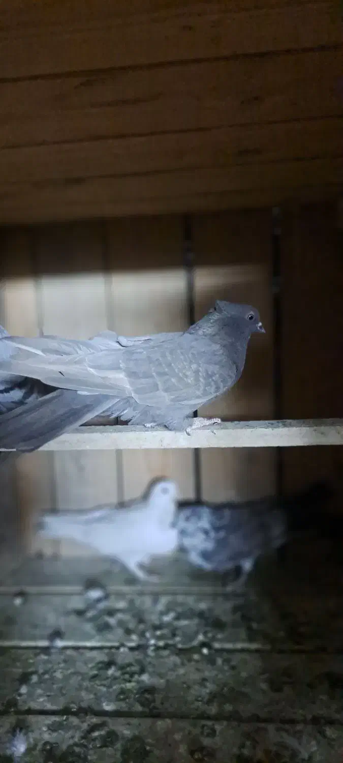 کفترا همه درجه یک من شب اومده روی بوم.|پرنده|عقدا, |دیوار