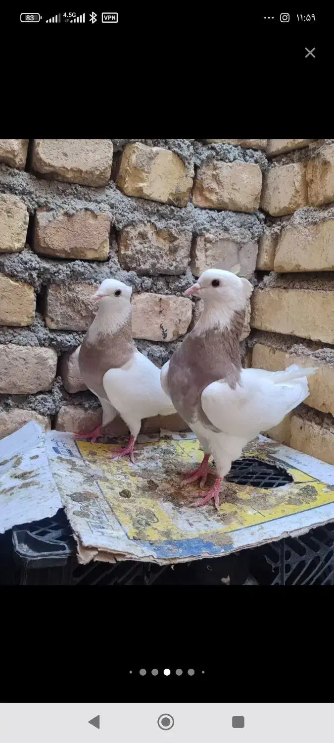 طوقی دمسفیددمسیاه سینه ای کله الماسی سرخ کاشونی|پرنده|مبارکه, |دیوار