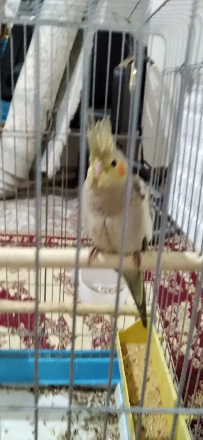 جوجه عروس هلندی|پرنده|محمدشهر, شهرک پیام (مهرالبرز)|دیوار