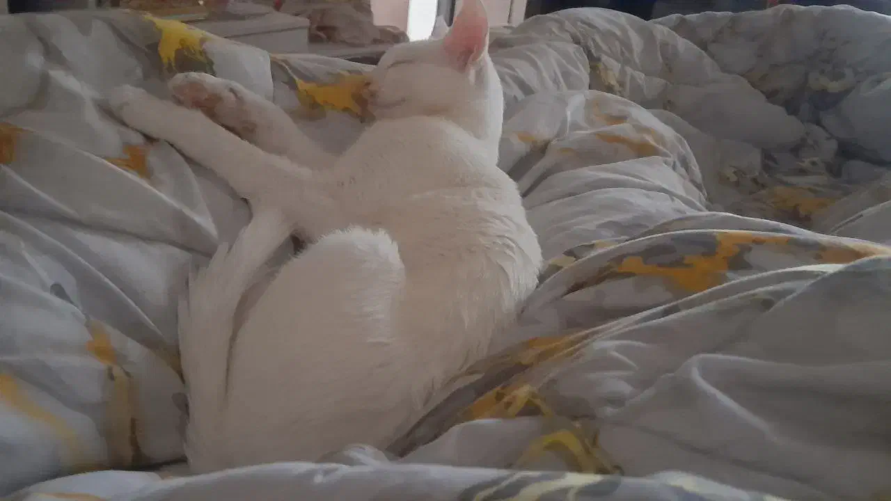 واگذاری رایگان به شرط عقیم سازی|گربه|گلبهار, شهر جدید گلبهار|دیوار