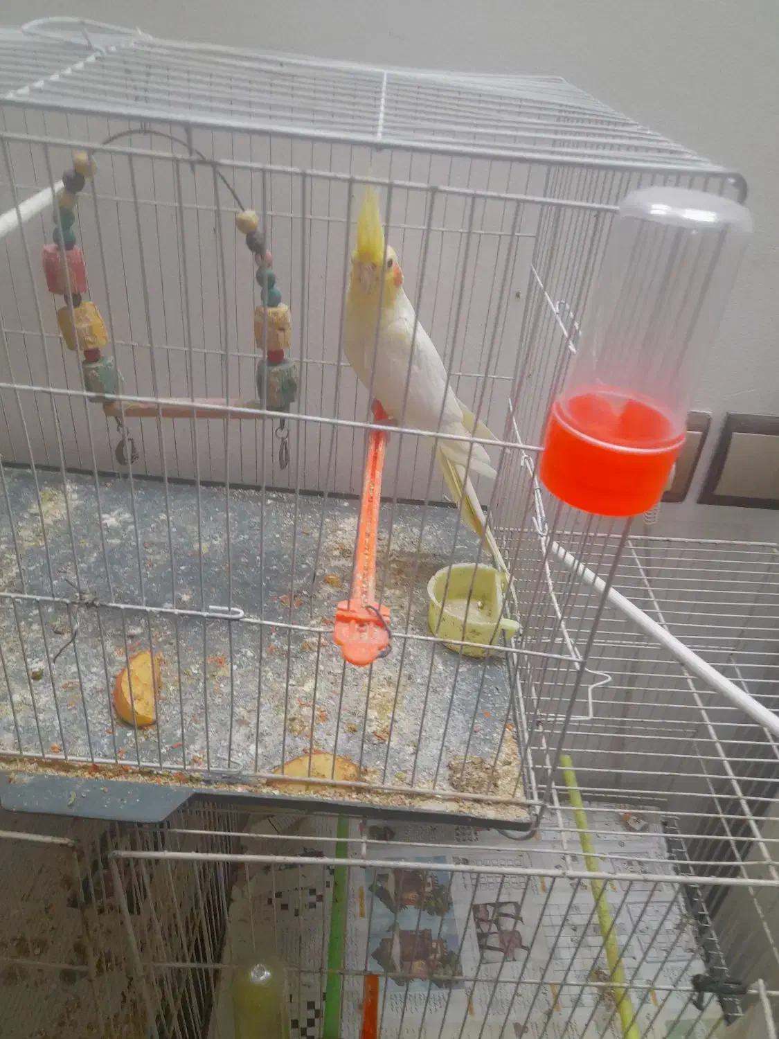 عروس هلندی ماده|پرنده|مشهد, ویلاشهر|دیوار