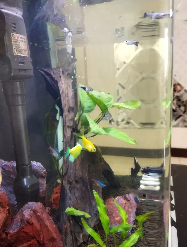 آکواریم دلسا K390|ماهی|کرمانشاه, |دیوار