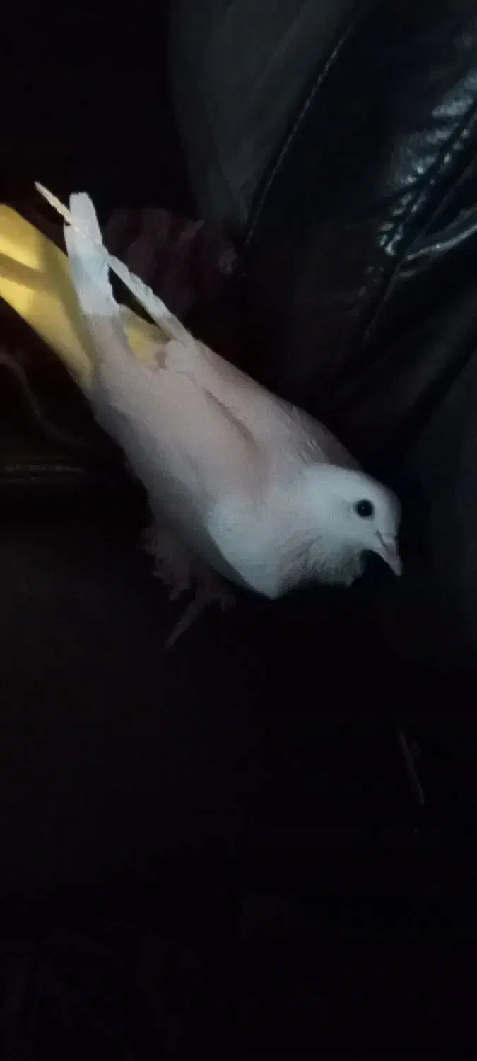 کبوتر دورح|پرنده|اردبیل, |دیوار