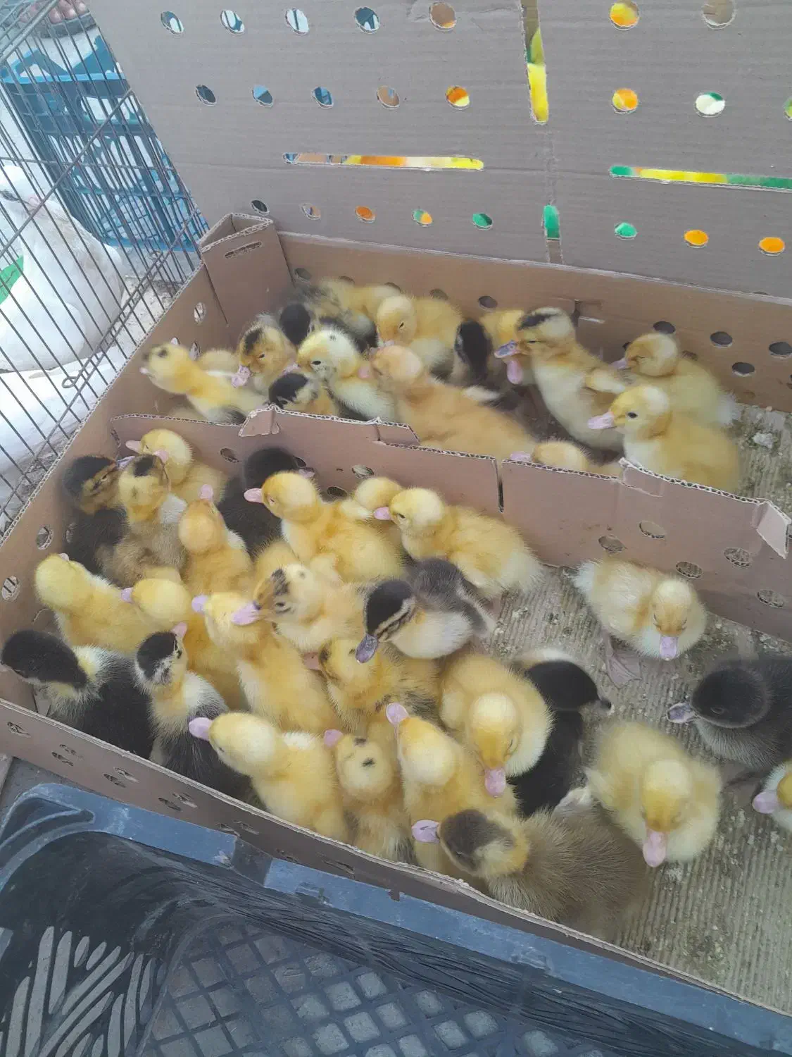 جوجه رنگی محلی اوردک نیکشهر و اطراف|حیوانات مزرعه|نیک شهر, |دیوار