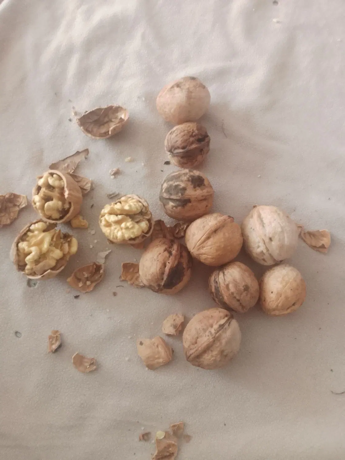 گردو|خوردنی و آشامیدنی|تویسرکان, |دیوار