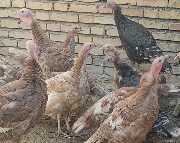 بوقلمون ۴ماه|حیوانات مزرعه|سمیرم, |دیوار