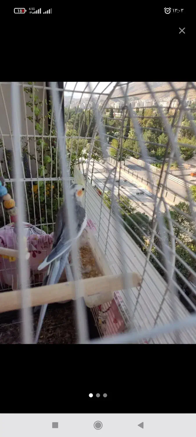 عروس هلندی|پرنده|شیراز, باباکوهی|دیوار