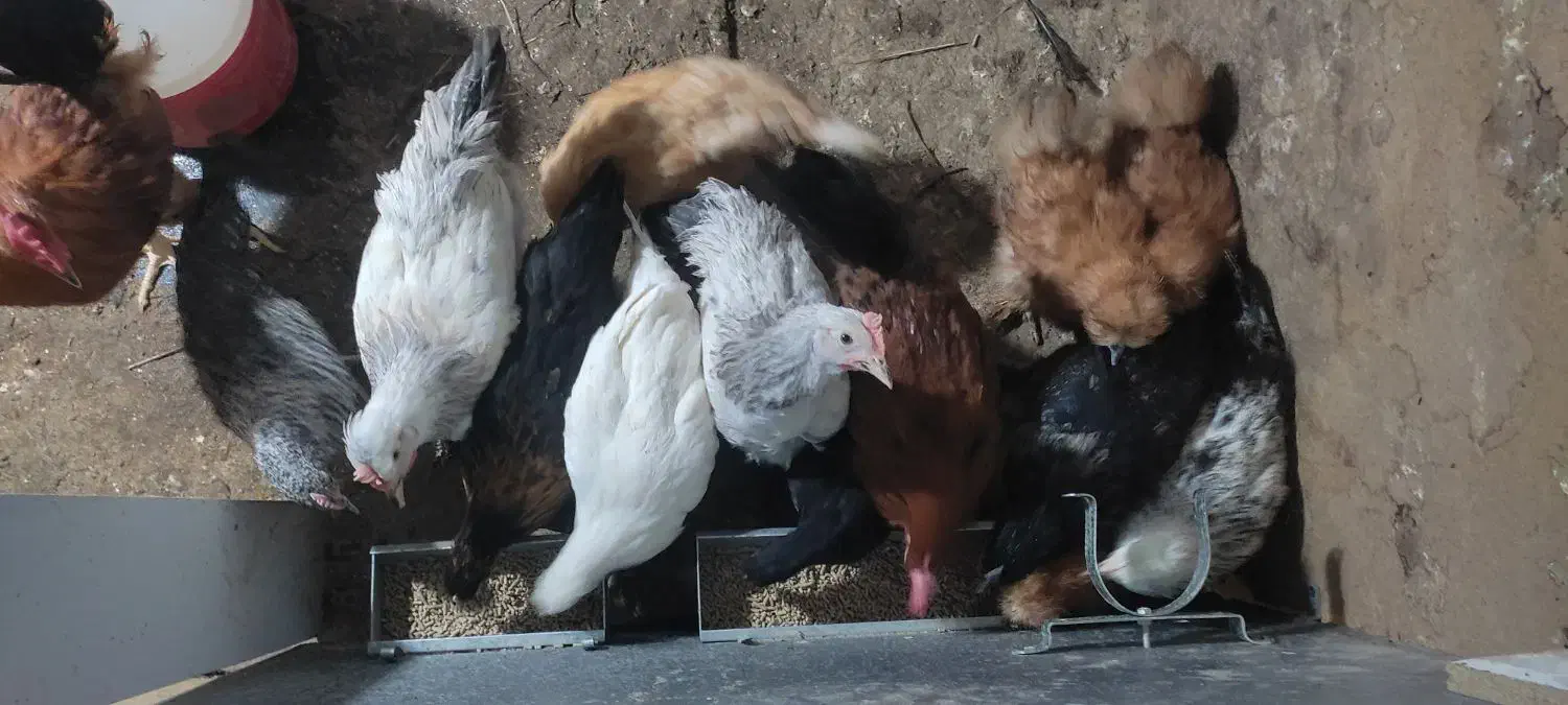 فروش نیمچه مرغ و خروس|حیوانات مزرعه|اصفهان, کارلادان|دیوار