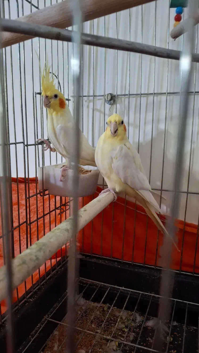 پول لازم هستم|پرنده|ایرانشهر, |دیوار