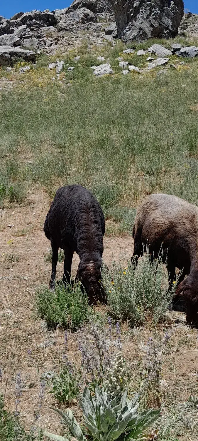 قوچ چهار دندان قزل افشار|حیوانات مزرعه|ماهنشان, |دیوار