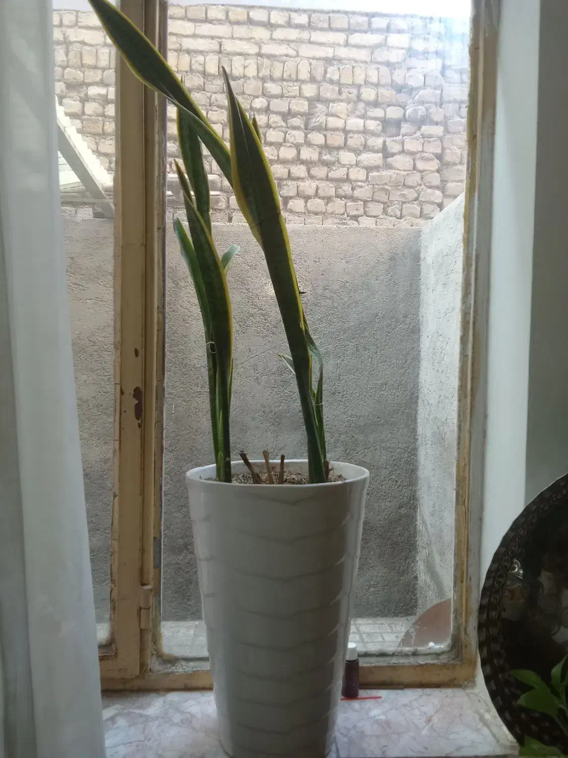 گل سانسوریا|گل و گیاه طبیعی|مشهد, نوید|دیوار