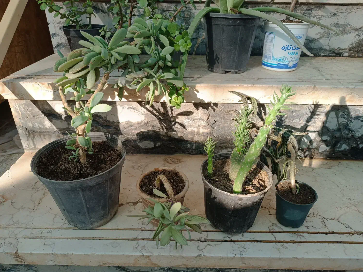 گل و کاکتوس|گل و گیاه طبیعی|نیشابور, بلوار گلها|دیوار