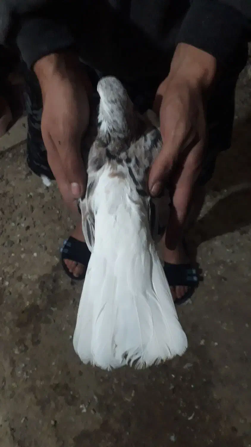 بشرط‌جوجه‌وگشت|پرنده|پاپی, |دیوار