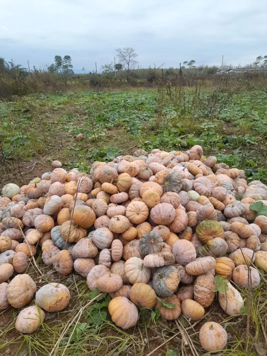 کدو انجیری|خوردنی و آشامیدنی|ضیابر, |دیوار