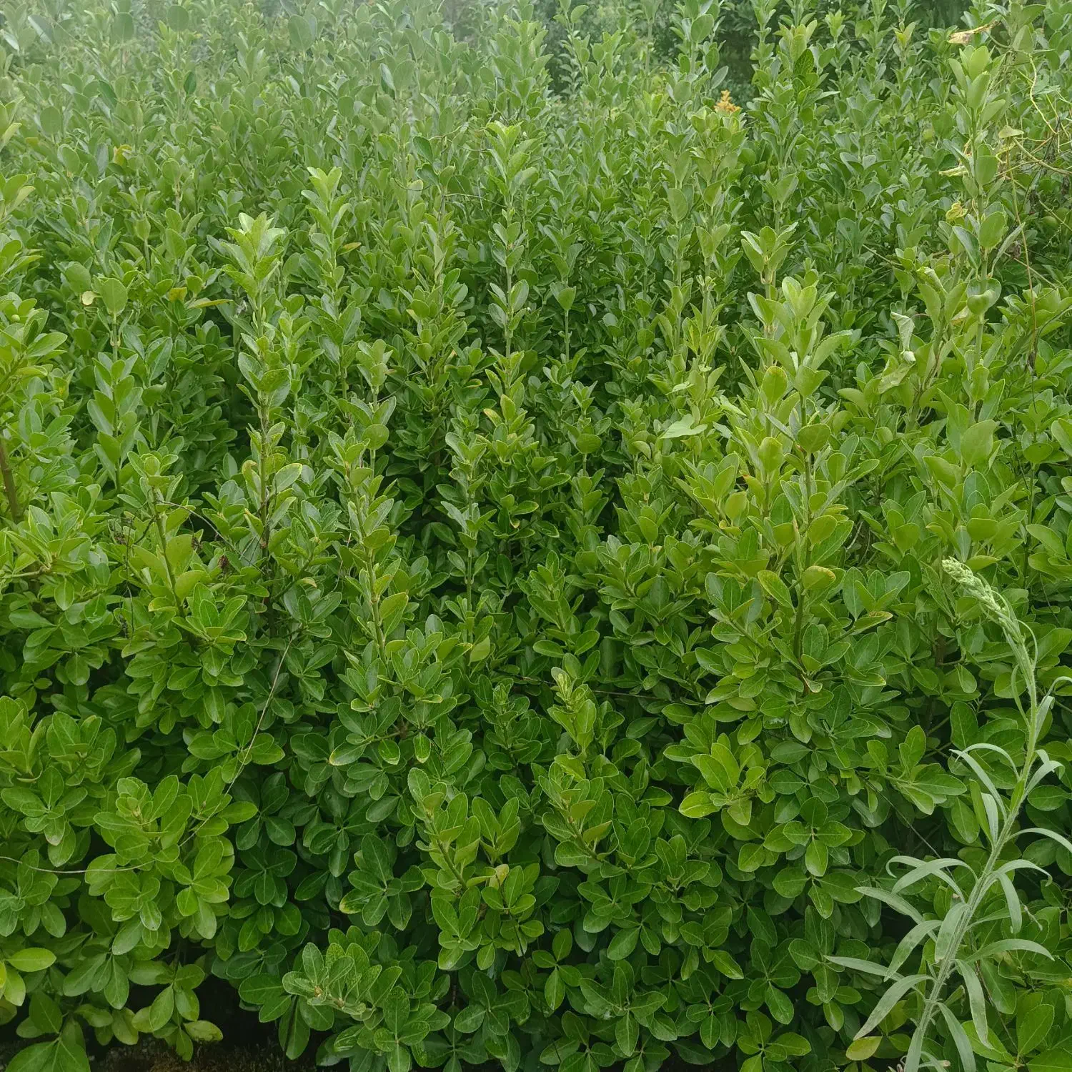 فروش شمشاد سبز گلدانی وکرنی زمینی باارتغاع یک متر|گل و گیاه طبیعی|چابکسر, |دیوار
