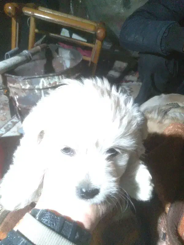 فروشی|سگ|نسیم‌شهر, |دیوار