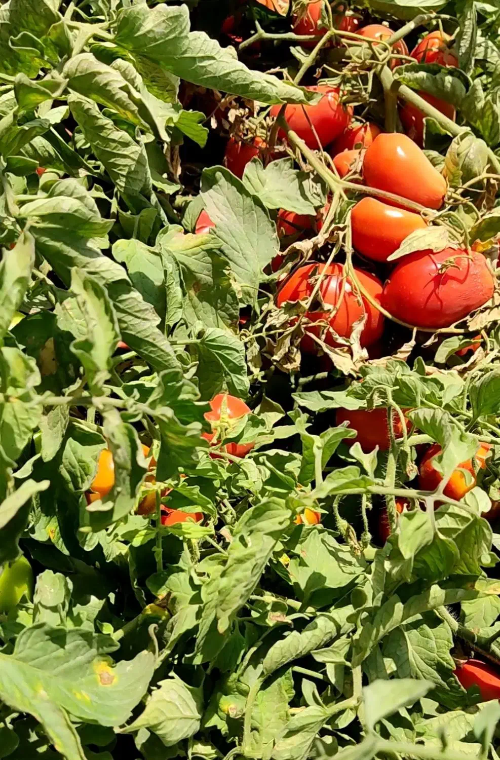 بذر گوجه فرنگی بریویو|خدمات باغبانی و درختکاری|تهران, جردن|دیوار