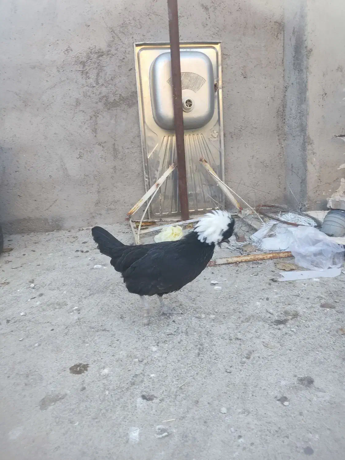 خروس ومرغ سلطان و لهستانی|حیوانات مزرعه|ماکو, |دیوار