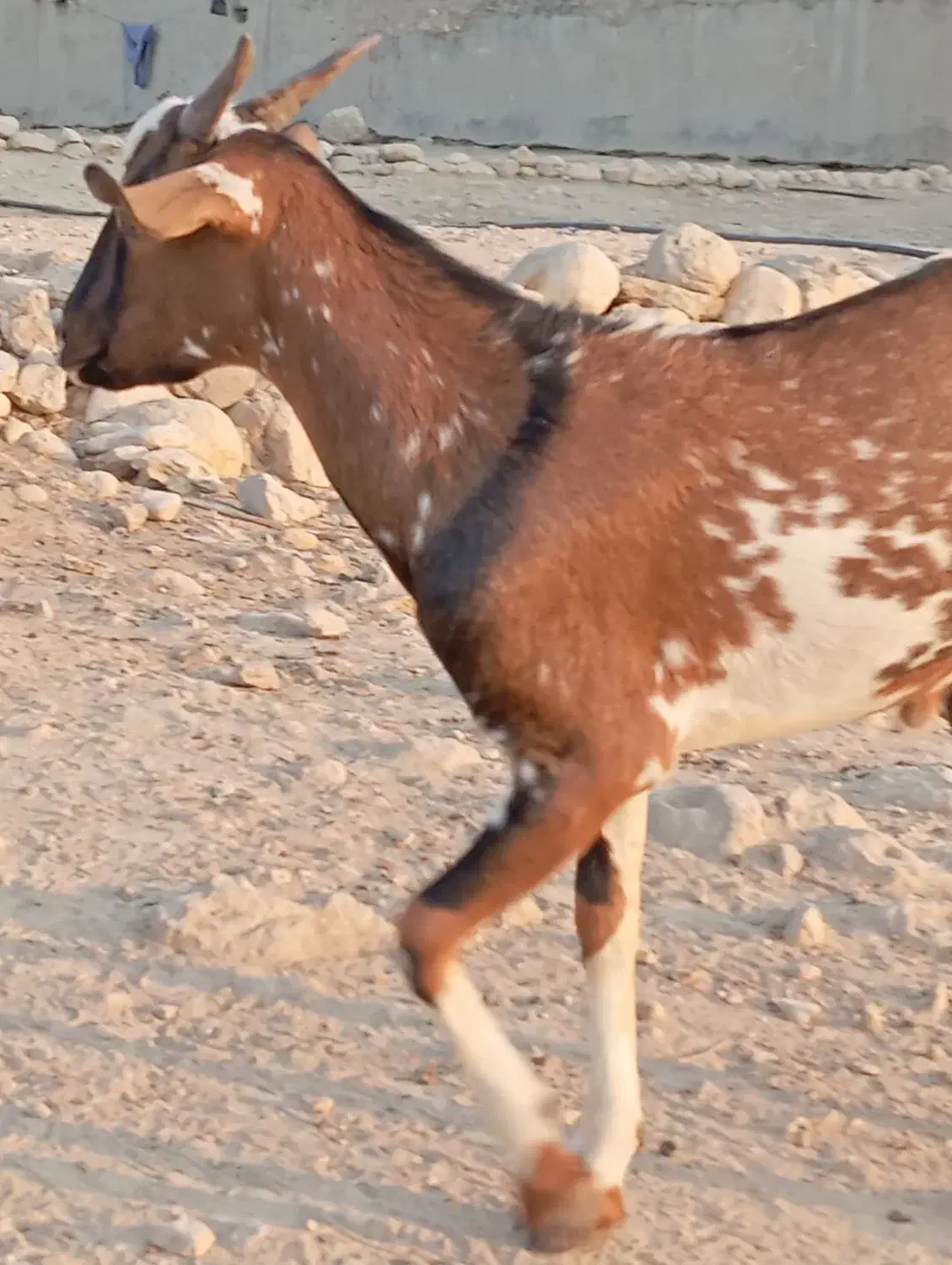 یه عدد بز با کهرهاش و یک کهره|حیوانات مزرعه|رویدر, |دیوار