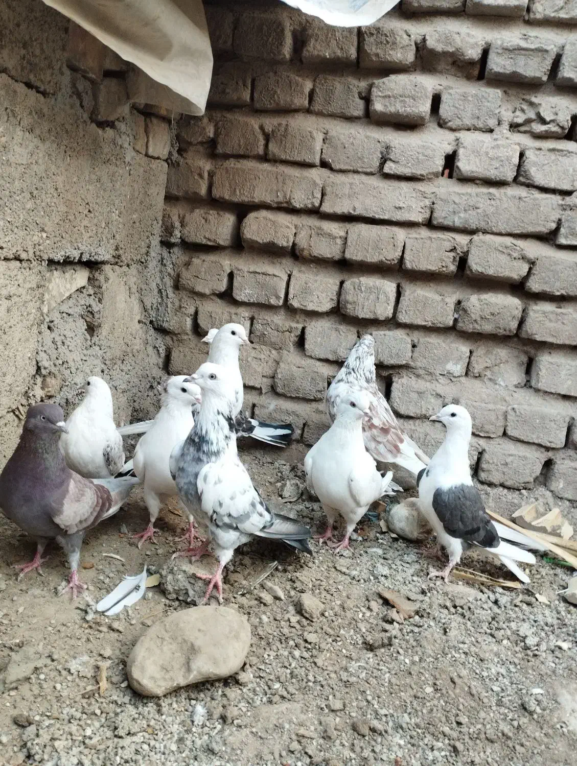 کفتر پرشی|پرنده|مینودشت, |دیوار