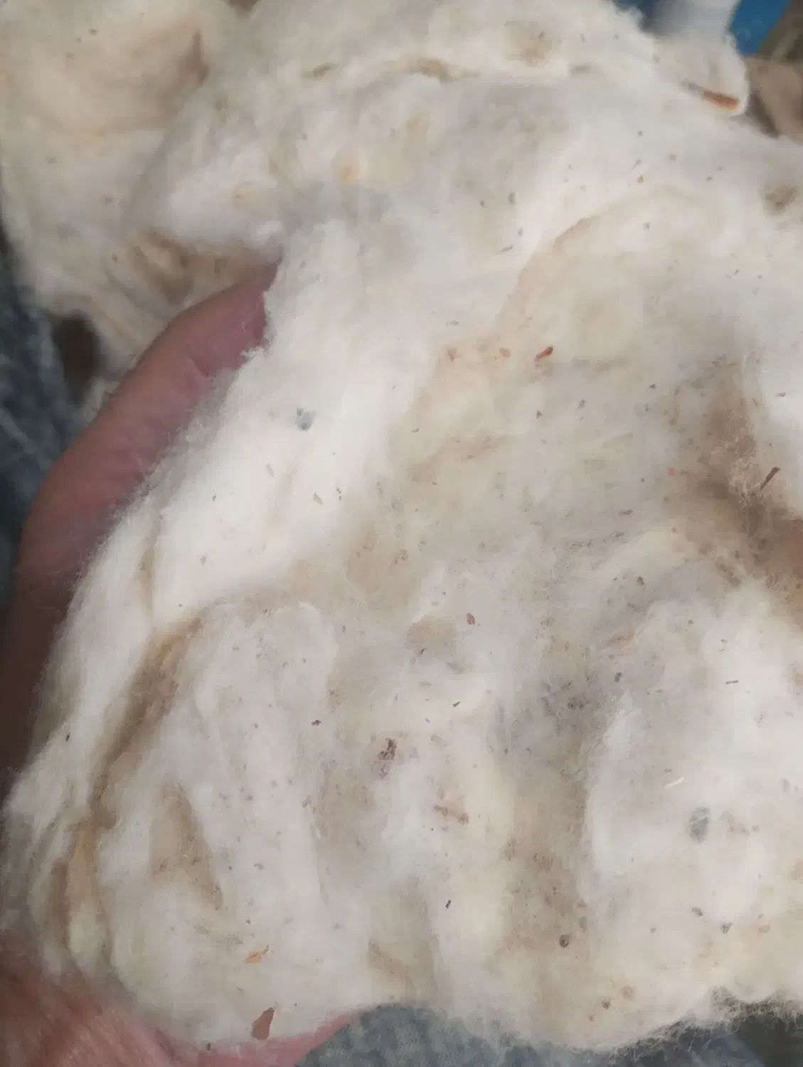 فروش پنبه طبیعی|رختخواب، بالش، پتو|بیرجند, |دیوار