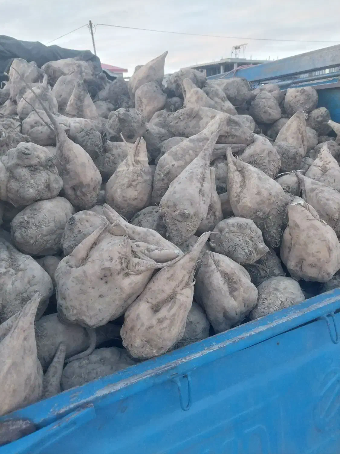 فروش چغندر قند برای لبو حیوانات تفاله وزارت علوفه|عمده‌فروشی|میانه, |دیوار