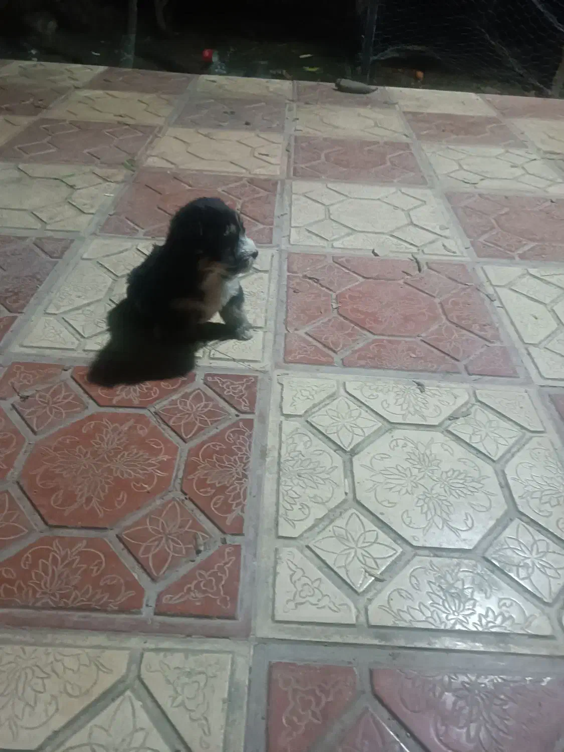 پشمالو|سگ|خان ببین, |دیوار