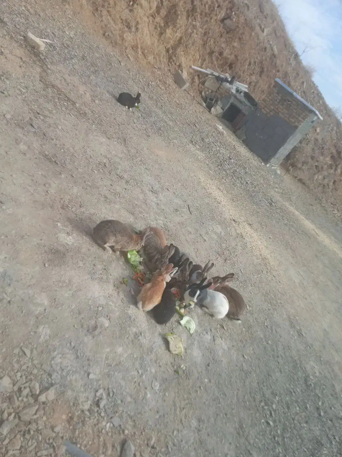 خرگوش ۱۶عدد|موش و خرگوش|سنندج, |دیوار