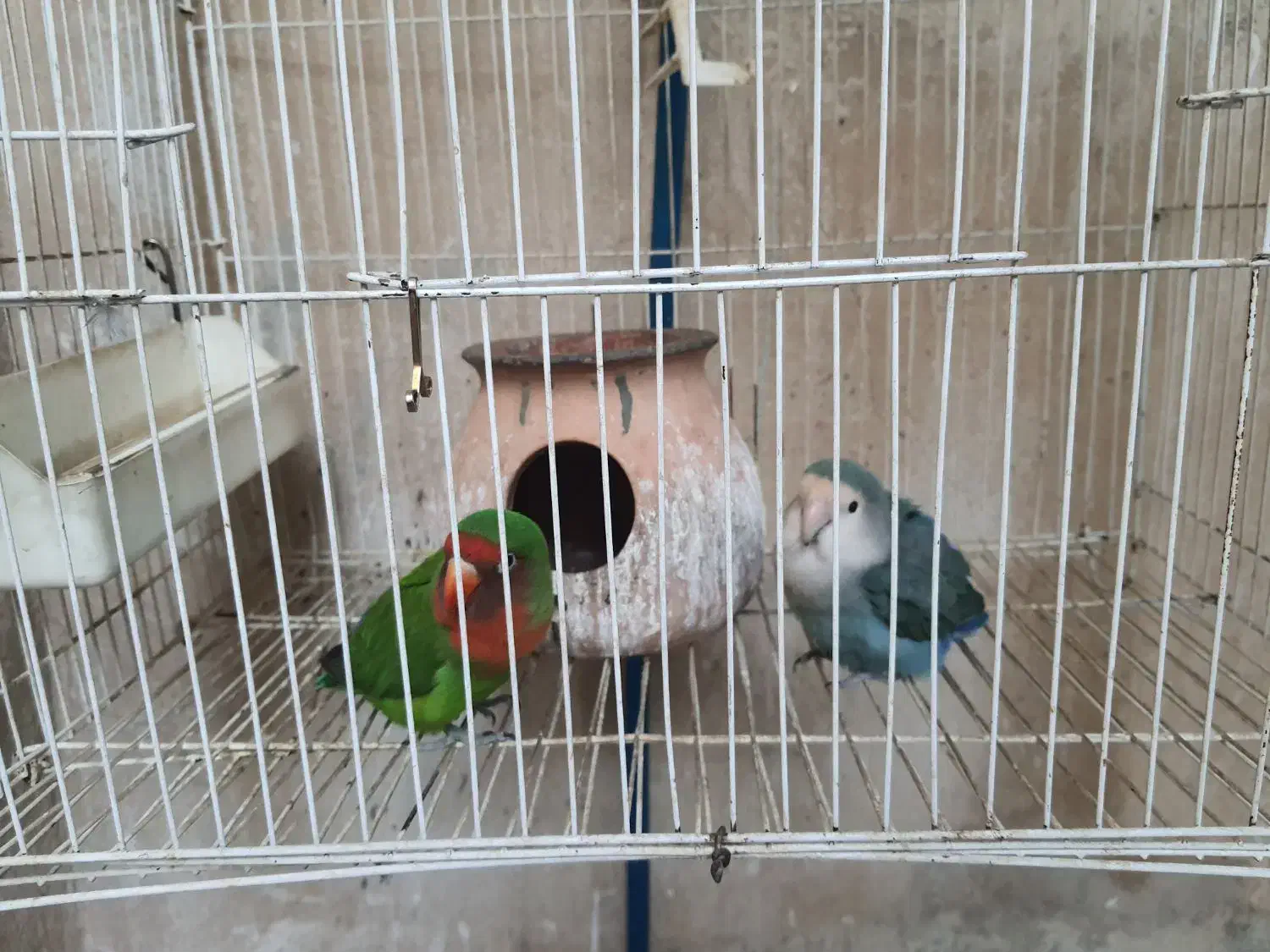 طوطی برزیلی|پرنده|کرمانشاه, |دیوار