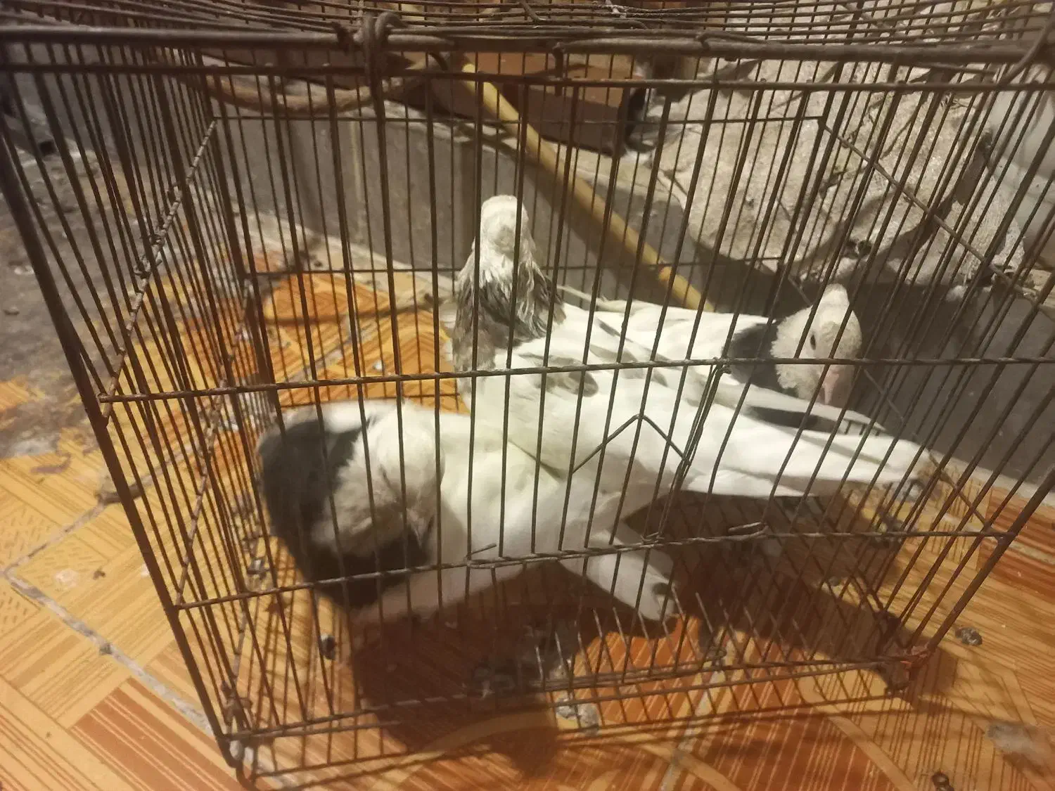 کفتر طوقی|پرنده|بندر ماهشهر, |دیوار