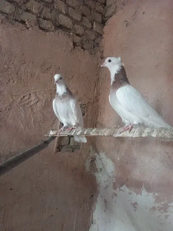 پنج تا طوقی با سه تا آلمانی|پرنده|سبزوار, شرق کال عیدگاه|دیوار