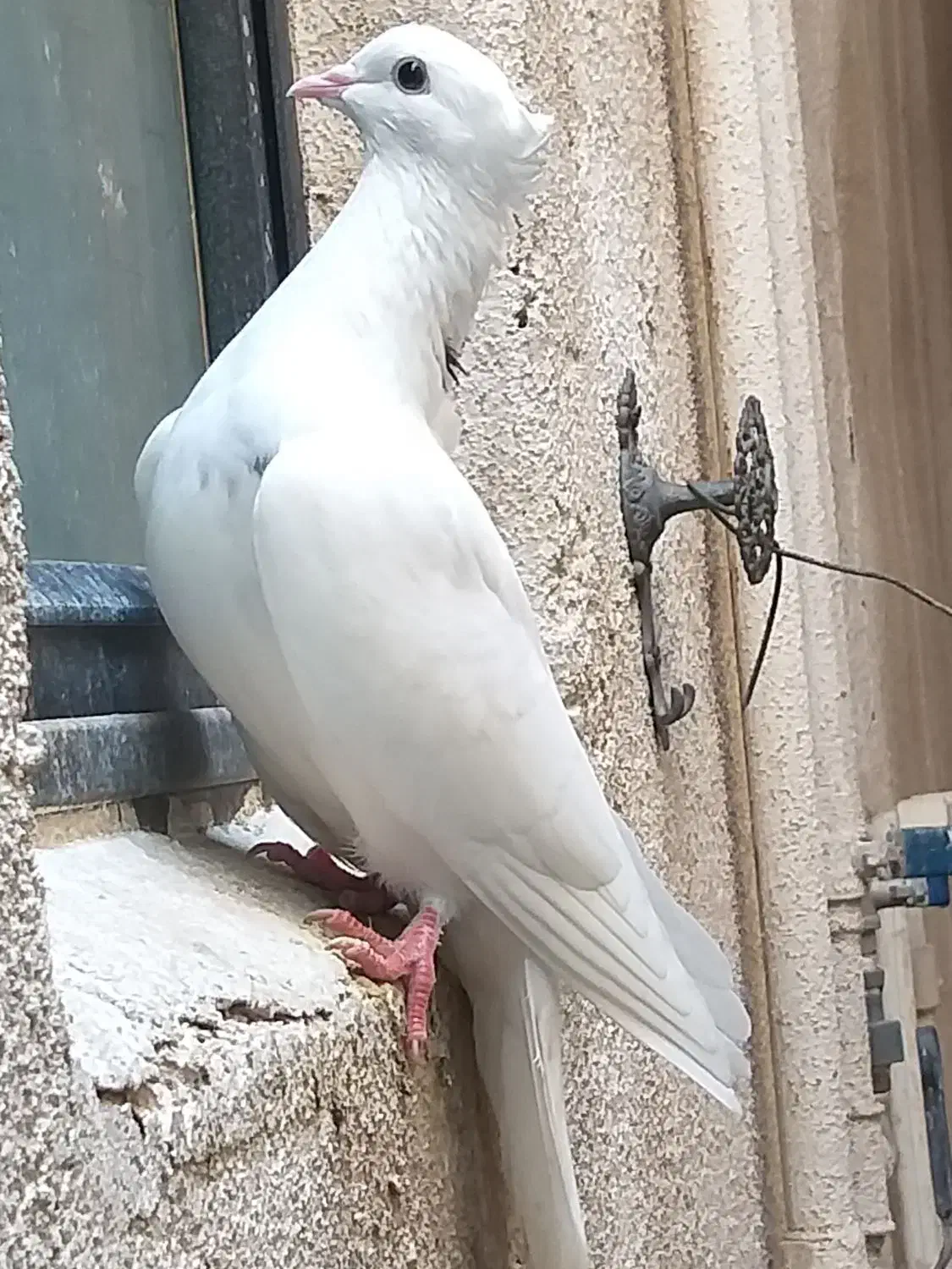 طوقی|پرنده|شوشتر, |دیوار