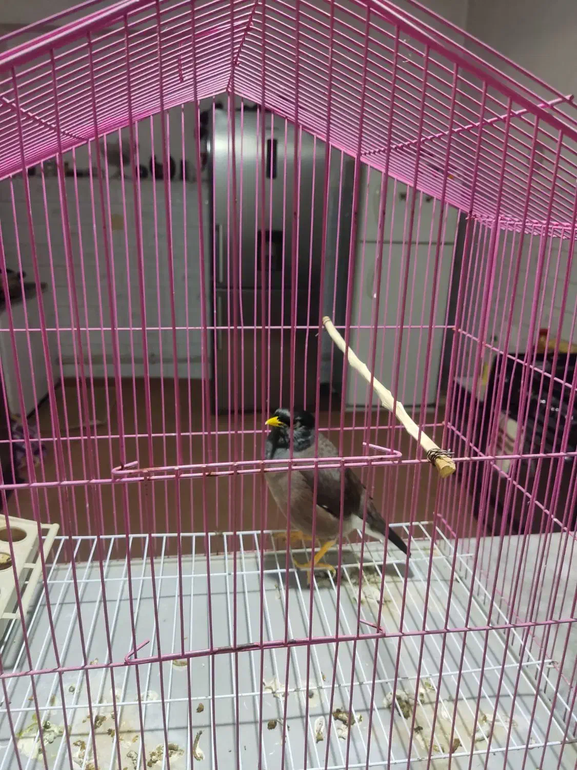 مرغ مینا سخنگو|پرنده|گنبد کاووس, |دیوار