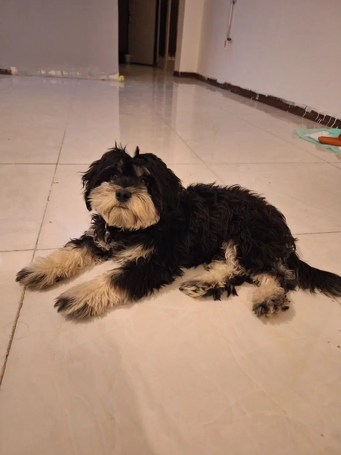 گمشده|سگ|اهواز, فاز ۱ پادادشهر|دیوار