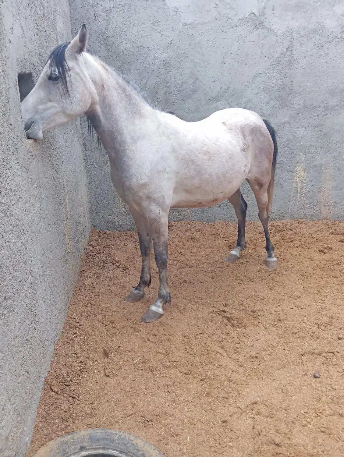 مادیان عرب یکسر|اسب و تجهیزات اسبسواری|یزد, |دیوار