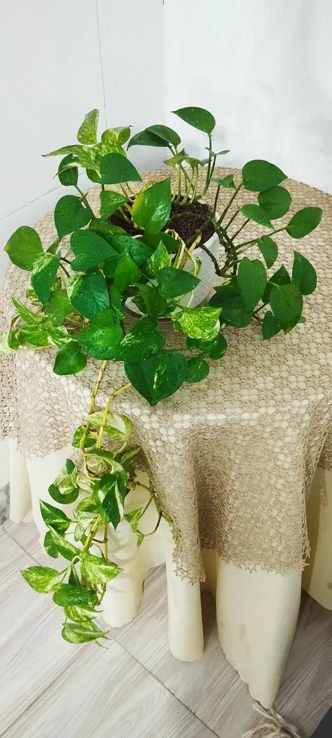 گل و‌گیاه|گل و گیاه طبیعی|نیشابور, مازول|دیوار