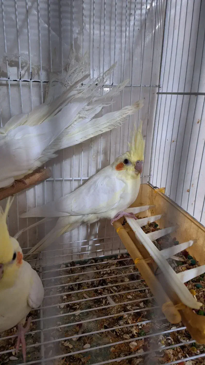 گرینچیک و عروس هلندی|پرنده|مشهد, نوده|دیوار