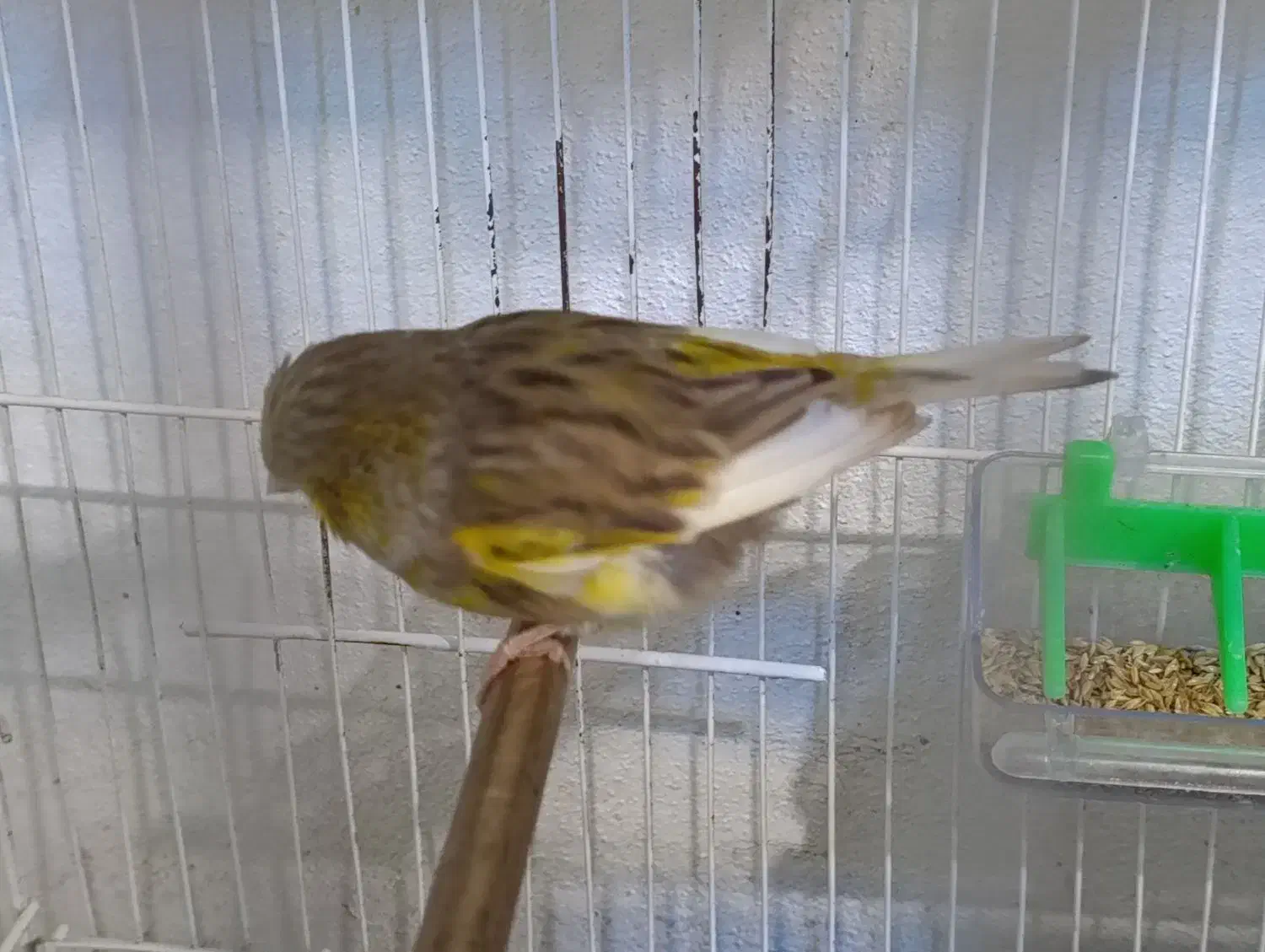 قناری گلاستر اورجینال تکی نر ۵میلییون ماده ۴|پرنده|محمودآباد, |دیوار