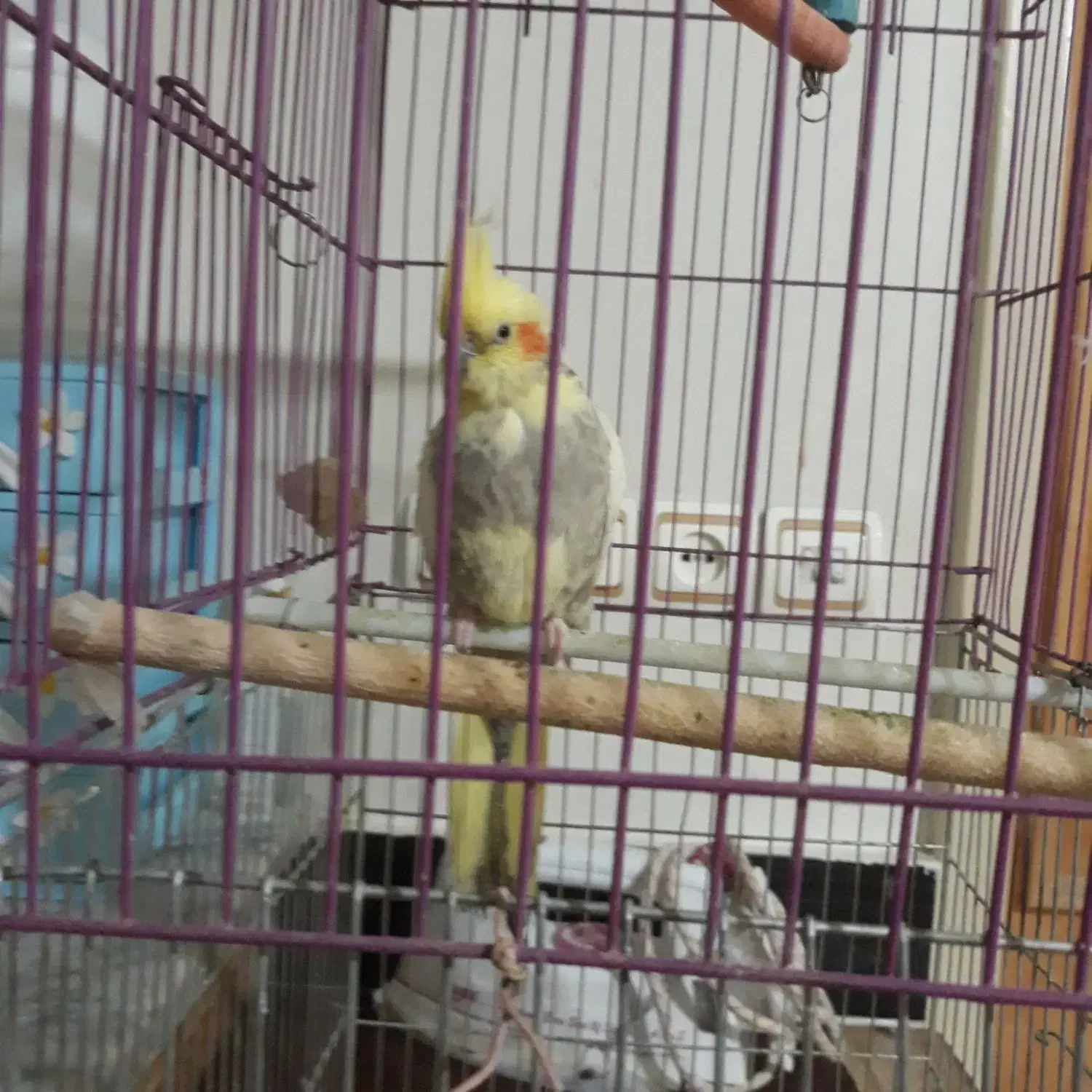 عروس هلندی|پرنده|بروجرد, |دیوار