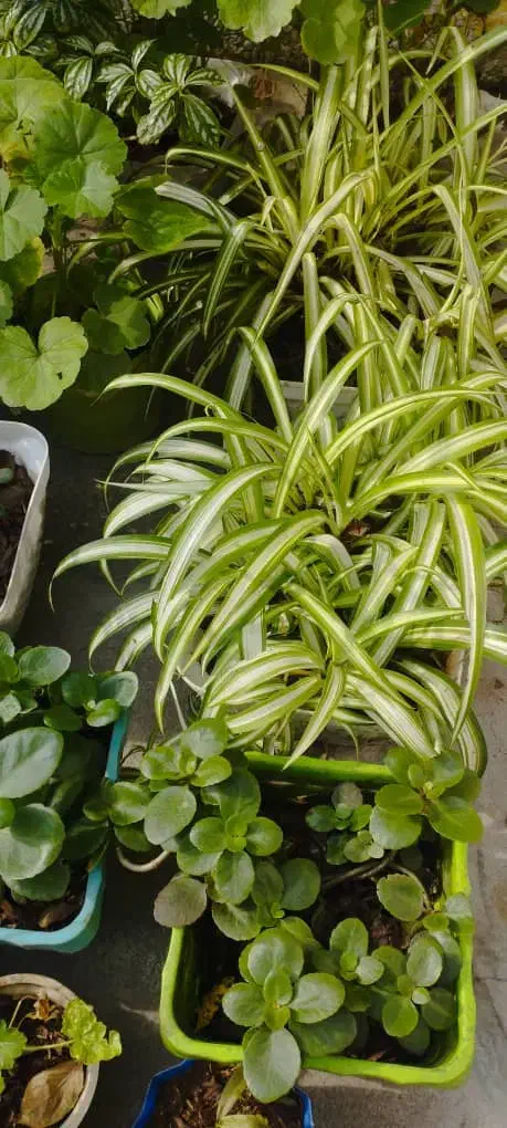 27گلدان گل طبیعی|گل و گیاه طبیعی|خشکبیجار, |دیوار