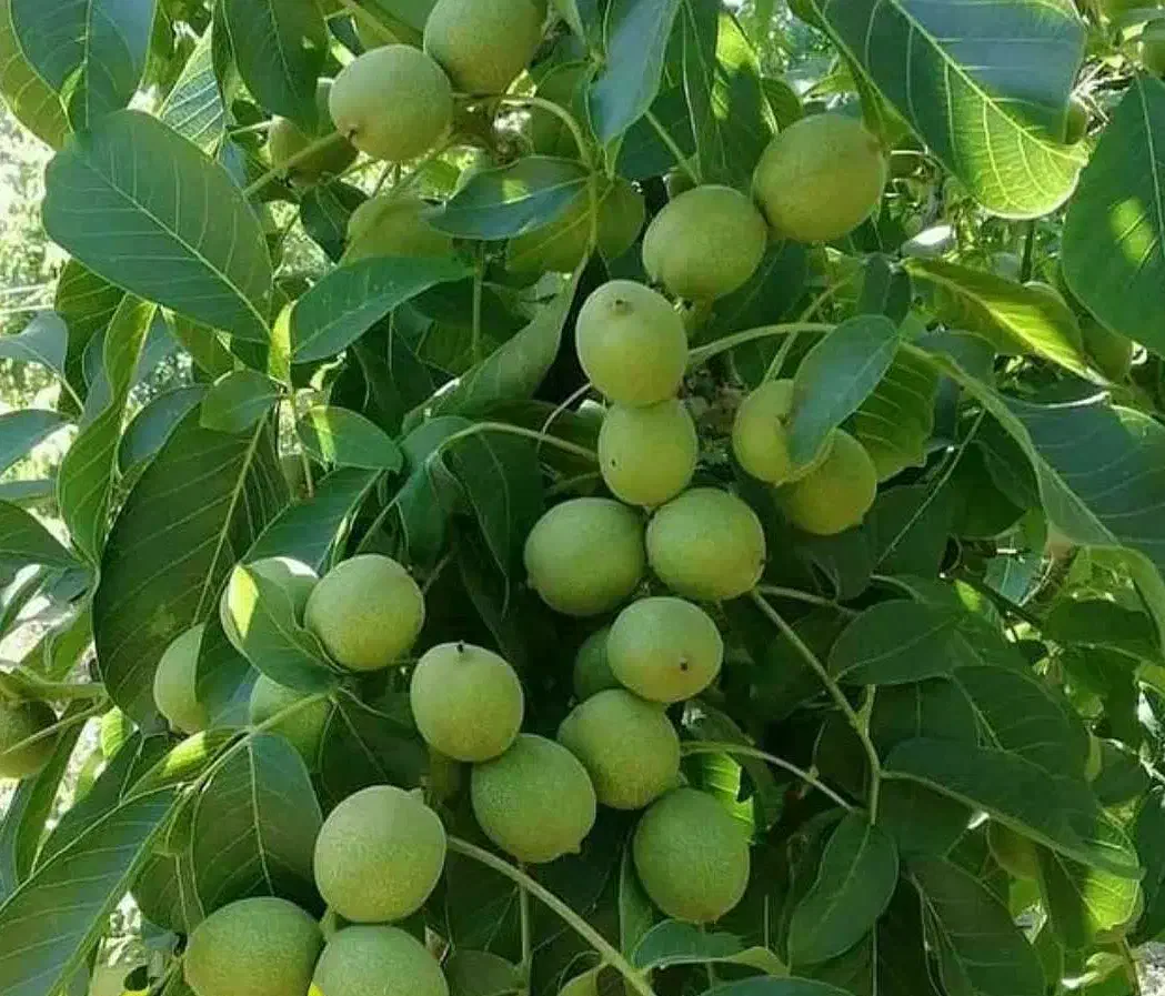 تولید و عرضه نهال گردو چندلر|خدمات باغبانی و درختکاری|بروجن, |دیوار
